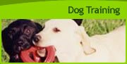 Dog Training